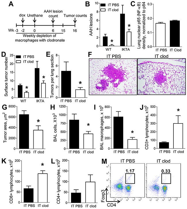 Alveolar macrophages support enhanced lung carcinogenesis during NF-&#x03BA;B-mediated chronic airway inflammation.