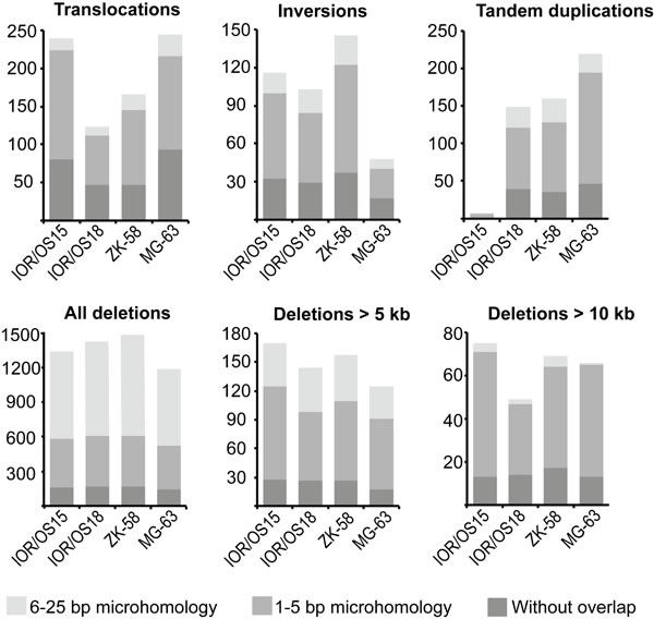 Abundance of the different genomic rearrangement types and their microhomology pattern.