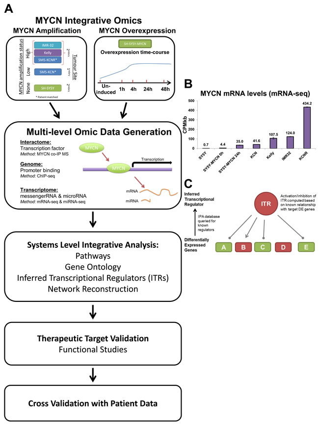 An integrative omics approach for analysing MYCN networks.