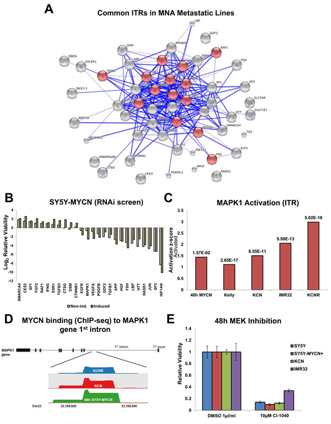 Identification of therapeutically targetable nodes through ITR and network analysis: MAPK.