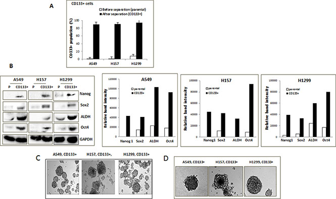 Isolation of CD133+ CSC-like cells.