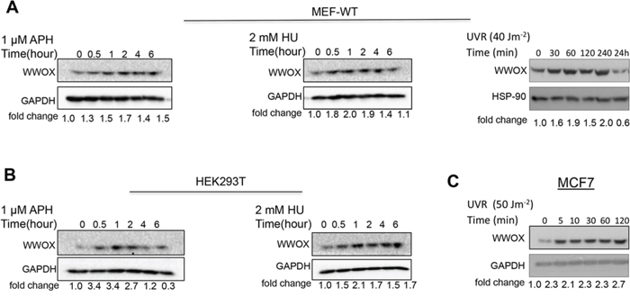 Induction of WWOX expression early after DNA-damage stimuli