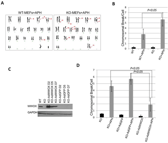 WWOX deficiency sensitizes cells to chromosomal breaks upon DNA damage.