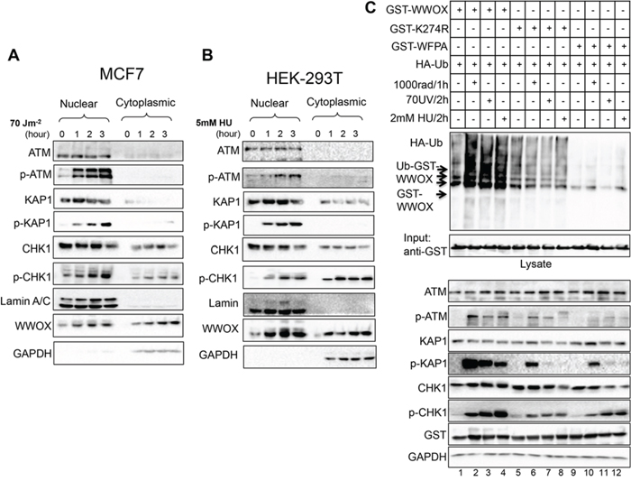 WWOX accumulation and ubiquitination in the nucleus following DNA SSBs.