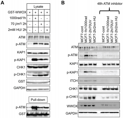 WWOX modulation of ATR checkpoint is ATM-dependent.