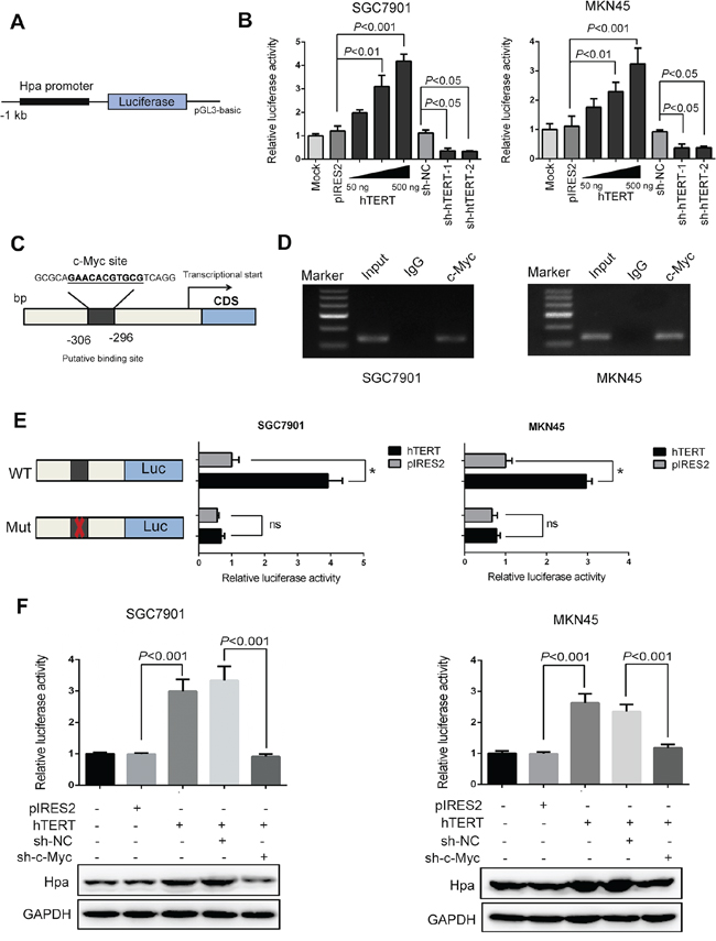 hTERT regulates the transcriptional activity of heparanase through the c-Myc binding site