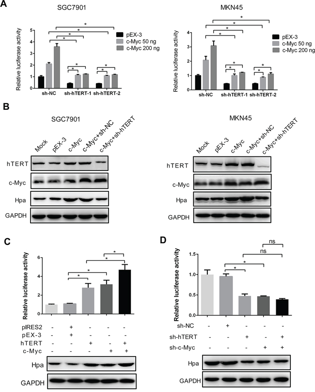 The intact hTERT and c-Myc complex is essential for heparanase promoter activity and expression.