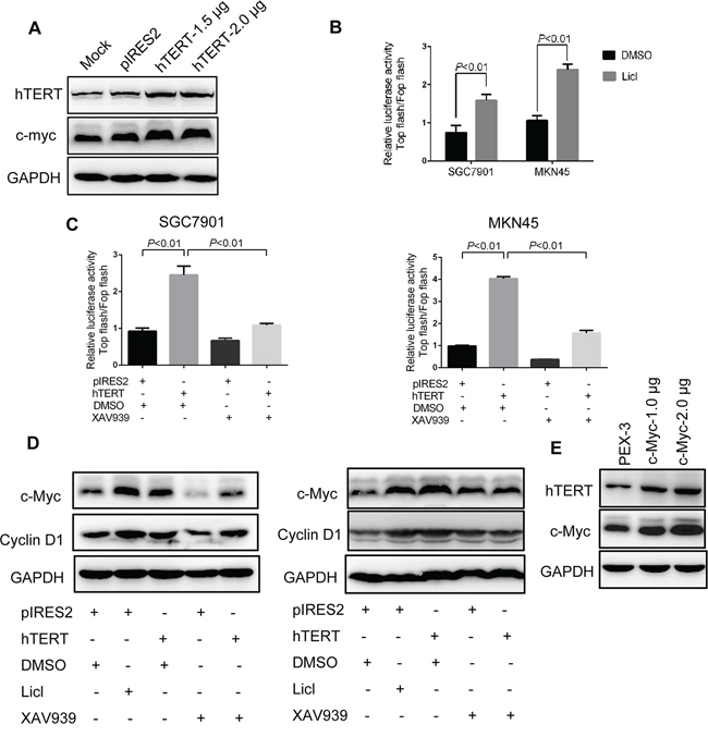 hTERT up-regulates c-Myc expression by activating Wnt/&#x03B2;-catenin signaling