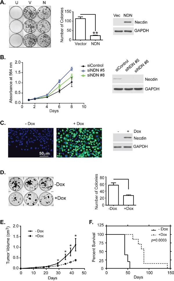 Necdin expression inhibits tumor cell growth in vitro and in vivo.