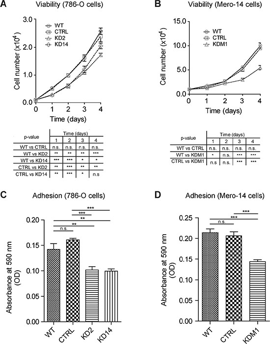 Depleting MICAL2 reduces cancer cells viability and adhesion in vitro.