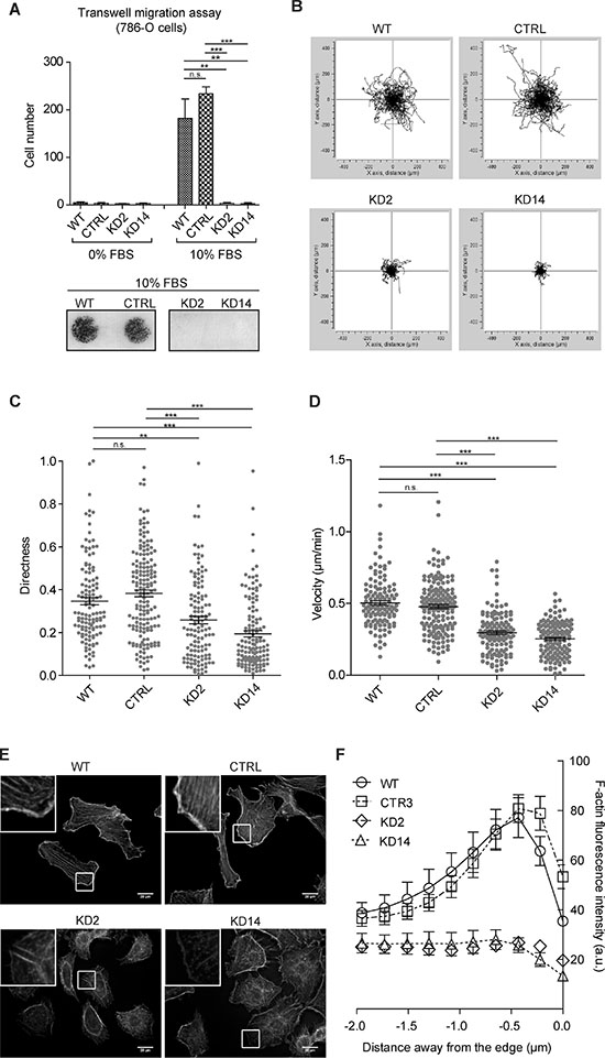 MICAL2 abatement in vitro reduces motility of 786-O ccRCC cells.
