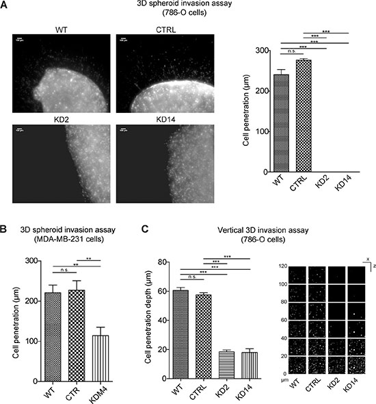 MICAL2 abatement strongly reduces cancer cell 3D invasion properties.