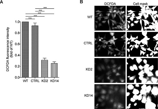 MICAL2 is implicated in radical oxygen species (ROS) production in cancer cells.