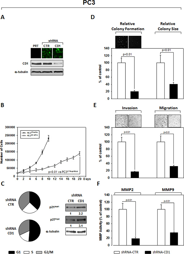 Stable and Specific Silencing of cyclin D1 inhibits PC3 onco-phenotype.