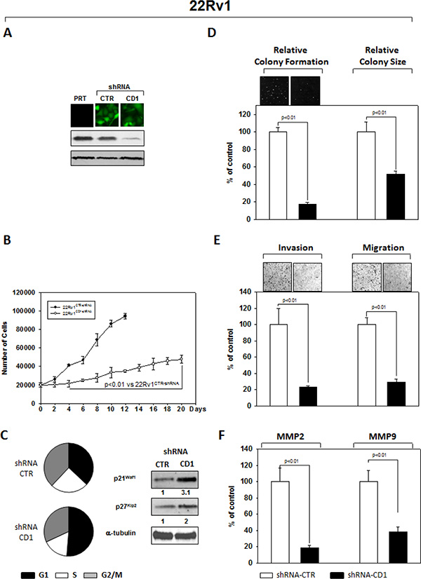Stable and Specific Silencing of cyclin D1 inhibits 22Rv1 onco-phenotype.