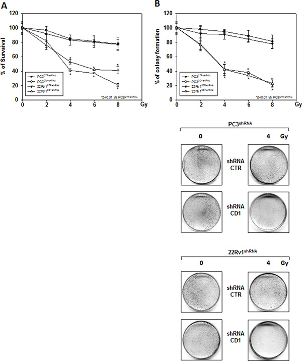 Silencing cyclin D1 radiosensitizes PC3 and 22Rv1 cell lines in vitro.