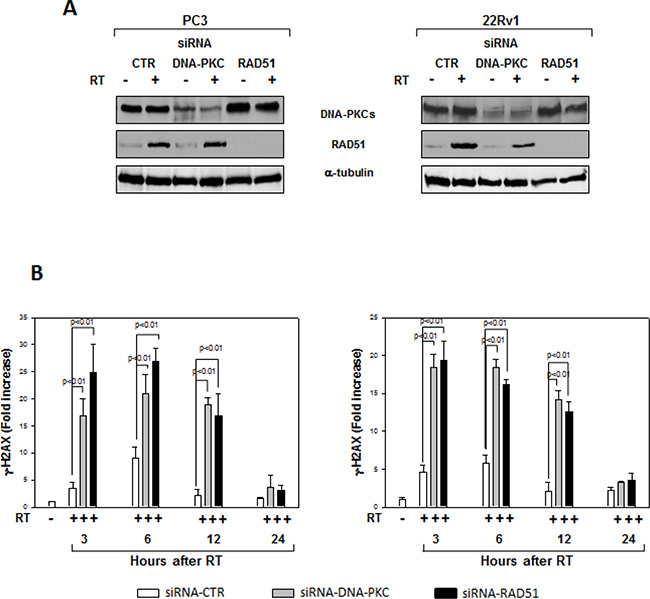 Effects of RAD51 or DNA-PKcs siRNA on DNA damage.