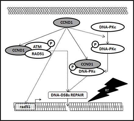 Cyclin D1 promotes NHJE and HR pathways responsible of DNA-DSBs repair.