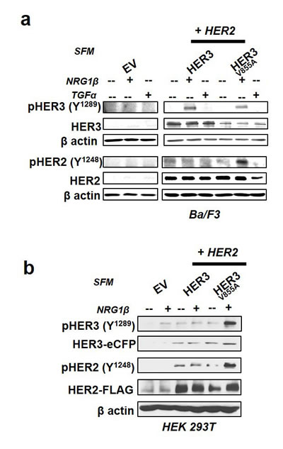 HER3-V855A enhances neuregulin 1&#x3b2;-induced activation of HER2 in transformed cells.