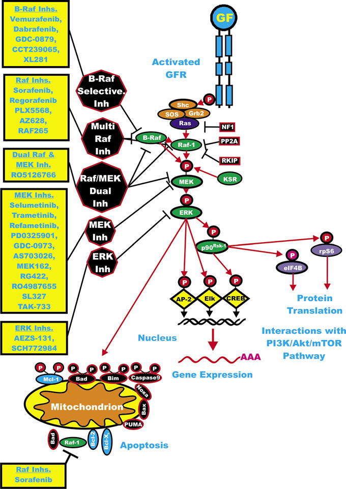 Overview of the Ras/Raf/MEK/ERK Cascade and Small Molecule Inhibitors Used for Targeting this Pathway.