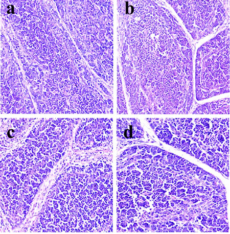 Histopathological changes in the bursa of Fabricius at 14 days of age a.