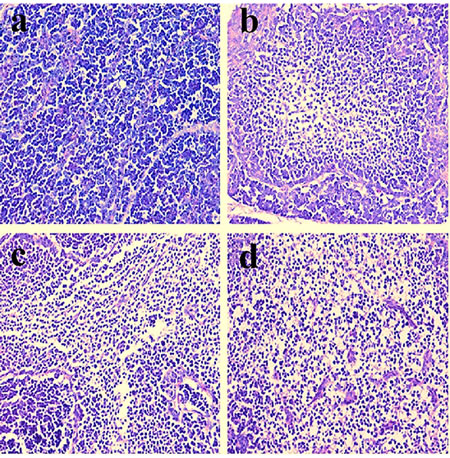 Histopathological changes in the bursa of Fabricius at 42 days of age a.