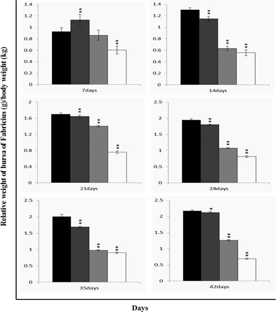 Changes of relative weight [bursa (g)/body weight (kg)] in the bursa of Fabricius.