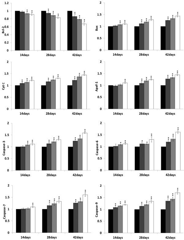 Changes of mRNA expression levels of mitochondrial apoptotic pathway-related factors in the bursa of Fabricius.