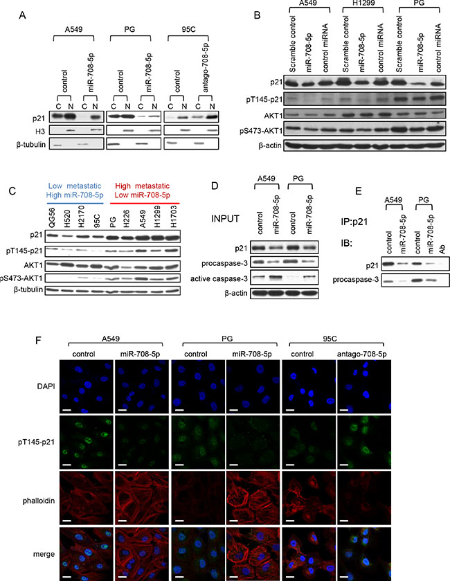 miR-708-5p inhibits cytoplasmic localization of p21.