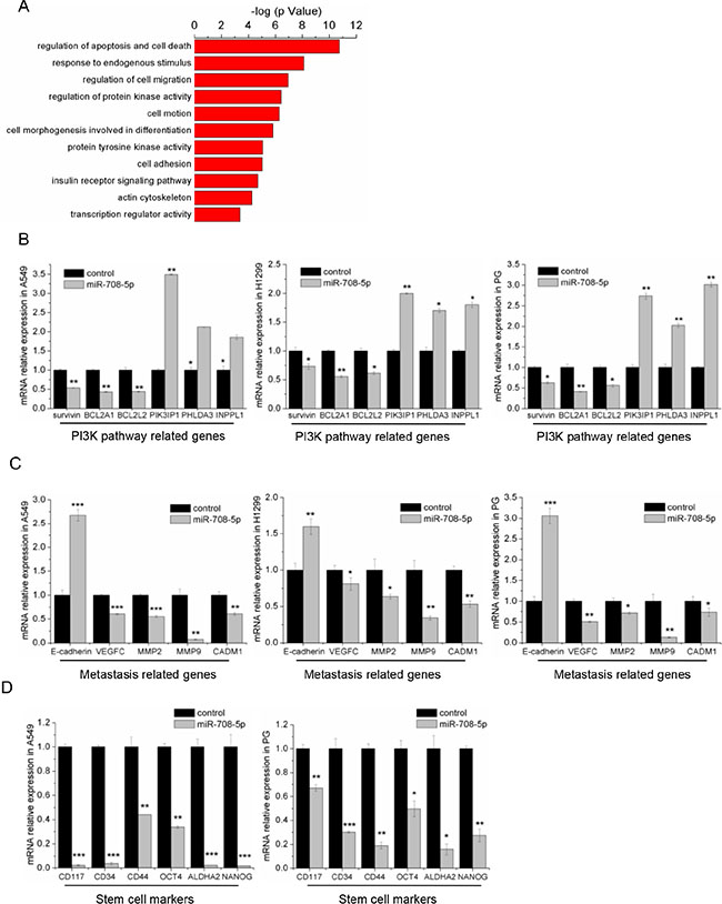 miR-708-5p inhibits the metastasis related pathway and stem cell markers.