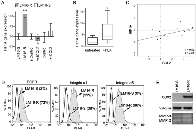 Concerted HIF1A and CCL2 regulation.