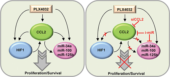 Schematic representation of the CCL2/HIF1/miRNA loop associated with resistance.