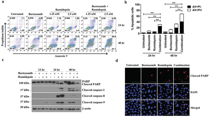 Effects of bortezomib/romidepsin on apoptosis of GC cells.