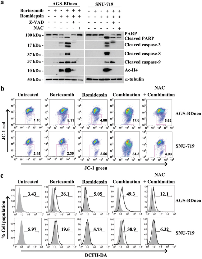 Roles of caspase activation and reactive oxygen species (ROS) generation in the apoptosis of GC cells induced by bortezomib/romidepsin.