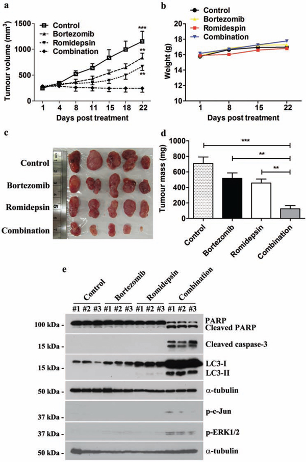 Effects of bortezomib/romidepsin on tumour growth suppression of GC xenografts in nude mice.