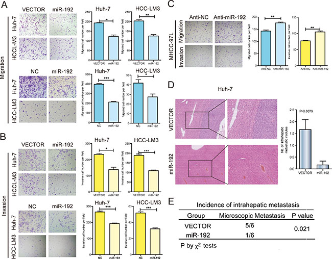 miR-192 suppressed HCC cell metastasis in vitro and in vivo.