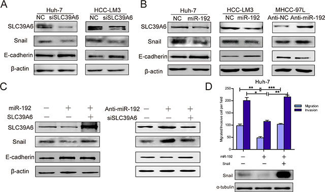 miR-192 inhibited SLC39A6/SNAIL/E-cadherin pathways in HCC cells.