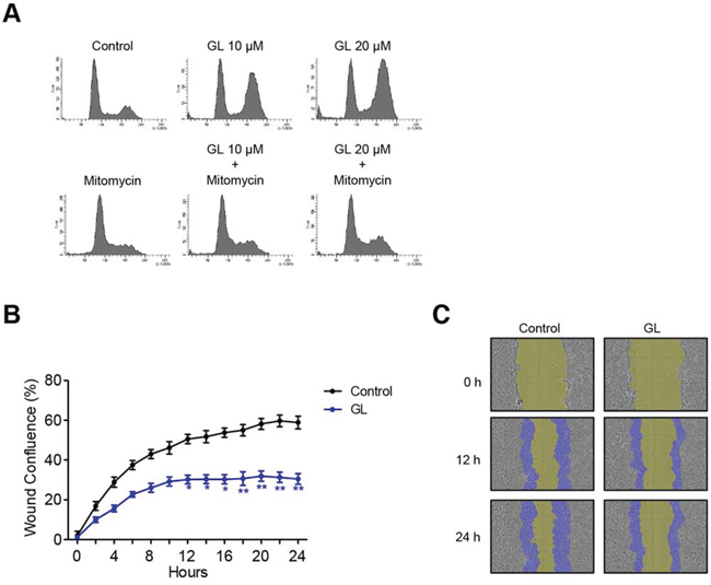 GL inhibits cell motility.