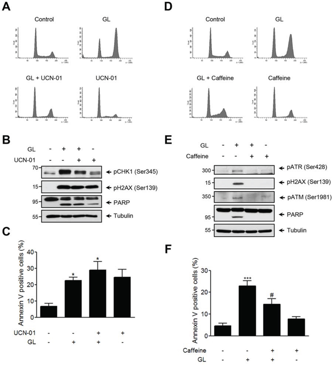 GL activates the ATM/ATR/CHK1 pathway.