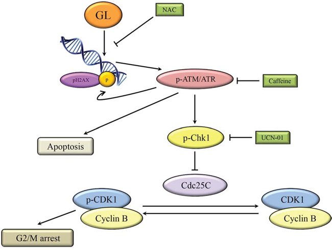 Schematic model for the ability of GL to induce cell cycle arrest and apoptosis.