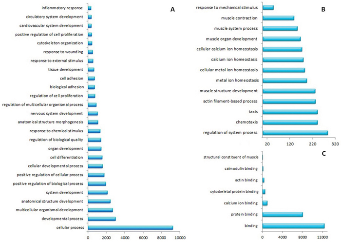 GO analysis showed that these DEGs related to many biological processes and molecular functions.