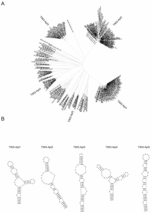 Major TIM3 aptamer families identified by HT-SELEX.