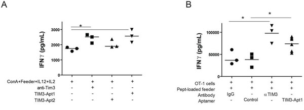 TIM3-Apt1 antagonizing aptamer boosts IFN-&#x03B3; production in CD8 lymphocytes.