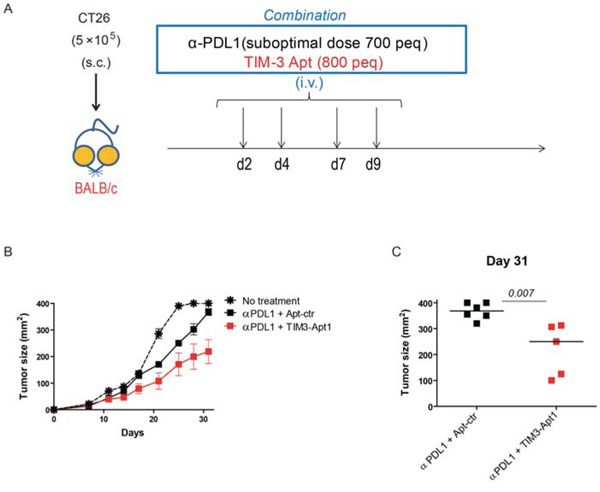 TIM3-Apt1 antagonizing aptamer enhances tumor-bearing mice in combination with PDL1 blockade.