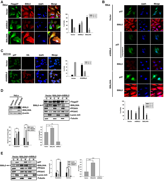B56&#x03B3;3 promotes nuclear localization of p27.