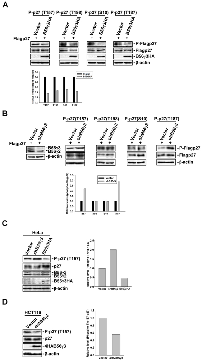 B56&#x03B3;3 selectively regulates phosphorylation of p27 at Thr157.