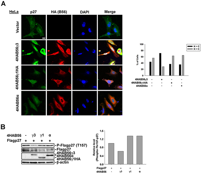 B56&#x03B3;3, but not B56&#x03B3;1 or B56&#x03B1;, promotes nuclear localization and decreases phospho-Thr157 of p27.