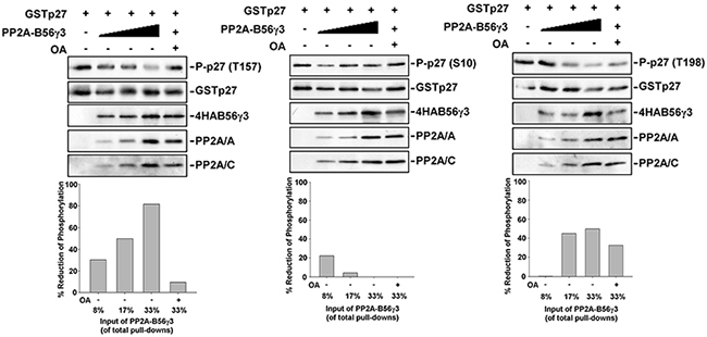 PP2A-B56&#x03B3;3 selectively dephosphorylates p27 at Thr157 in vitro.