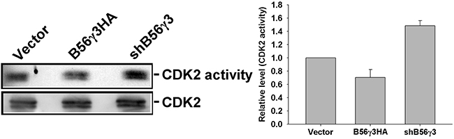 PP2A-B56&#x03B3;3 inhibits CDK2 activity.