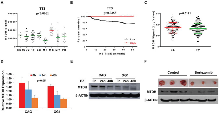 Bortezomib suppresses MTDH expression in MM.